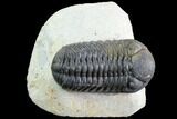 Multi-Toned Morocops Trilobite - Large Specimen #86758-1